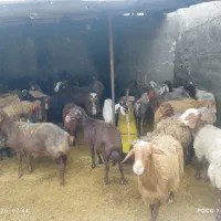 گوسفند زنده فروشی