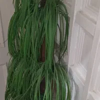 گل نخل مصنوعی به همراه گلدان سرامیکی