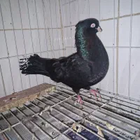 زاغ آبادانی