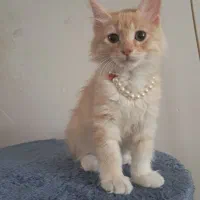 بچه گربه پرشین بریتیش