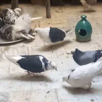 کفتر|پرنده|تهران, ائمه اطهار|دیوار