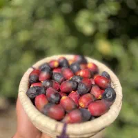 رطب و خارک