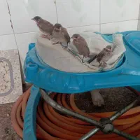 قفس مرغ