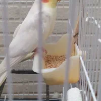 باسلام یک عدد عروس هلندی