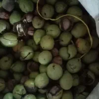 گردوسورنی