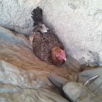 مرغ کورچ ۸عدد غاز بزرگ