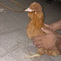 مرغ کاکلی