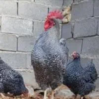 فروش تخم مرغ آمروک