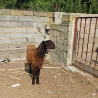 فروش قوچ تخمی