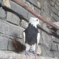 جوجه طوقی نر دستی