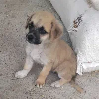 سگ پاکوتاه