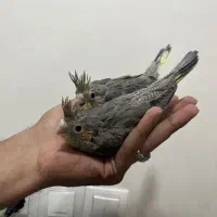 جوجه عروس