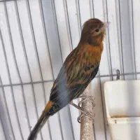 سهره قناری خاکی