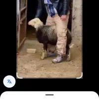 سلاخی برای عید قربان