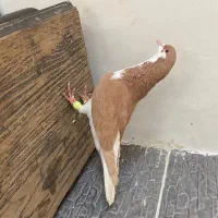 کبوتر
