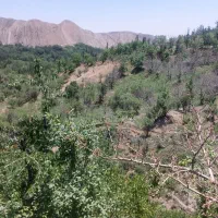 زمین باغی ویلایی فروش فوری زیر قیمت