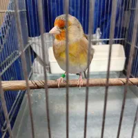 سهره قناری دهن لردوساله