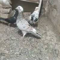 سار هفت رنگ ماده