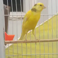 قناری ماده زرد حدود دو سال