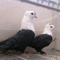 کله سفید کاکل