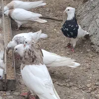 کبوتر|پرنده|چرام, |دیوار