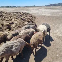 میش جوان برای قربانی