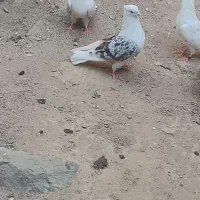 سیاپلنگ