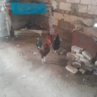 مرغ وخروس محلی