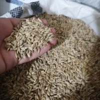 جو محلی|عمده‌فروشی|برازجان, |دیوار