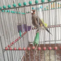 سهره