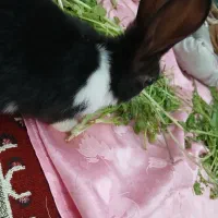 خرگوش خانگی
