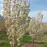مجموعه خدمات کشاورزی