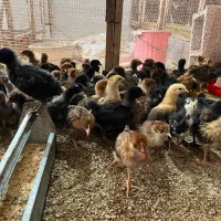 جوجه گلپایگان تخمگذار