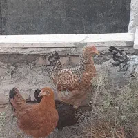 مرغ وجوجه رسمی