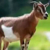 بزغاله مخصوص قربانی