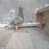 کفتر جوجه المانی