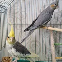 عروس هلندی نر و جوجه ماده