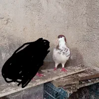 ماده خشرنگ چپ افشون