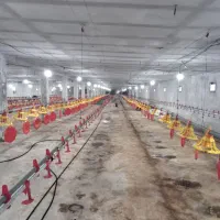فروش مرغداری ۱۰۰هزارتایی
