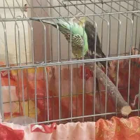 یک عدد مرغ عشق ماده آماده اماده