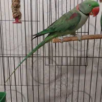 جفت شاه طوطی