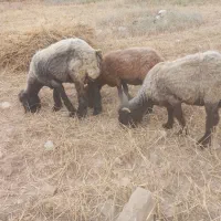 ۳رس میش|کلکسیون و سرگرمی|اندیکا, |دیوار