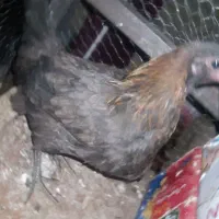 مرغ و خروس