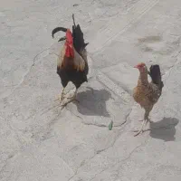 مرغ خروس  عربی