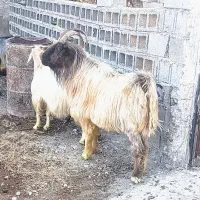 پازان