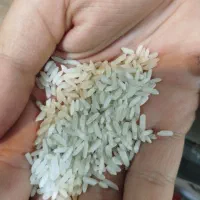 برنج طارم.