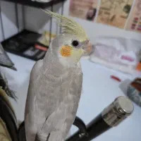 عروس هلندی درجه یک نژاد دار نر