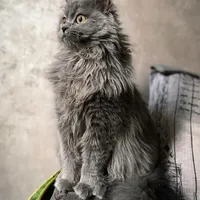 گربه اسکاتیش با ۳تابچه