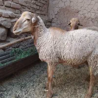 بره نر