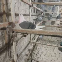 کفتر غریب گیری تهرانی